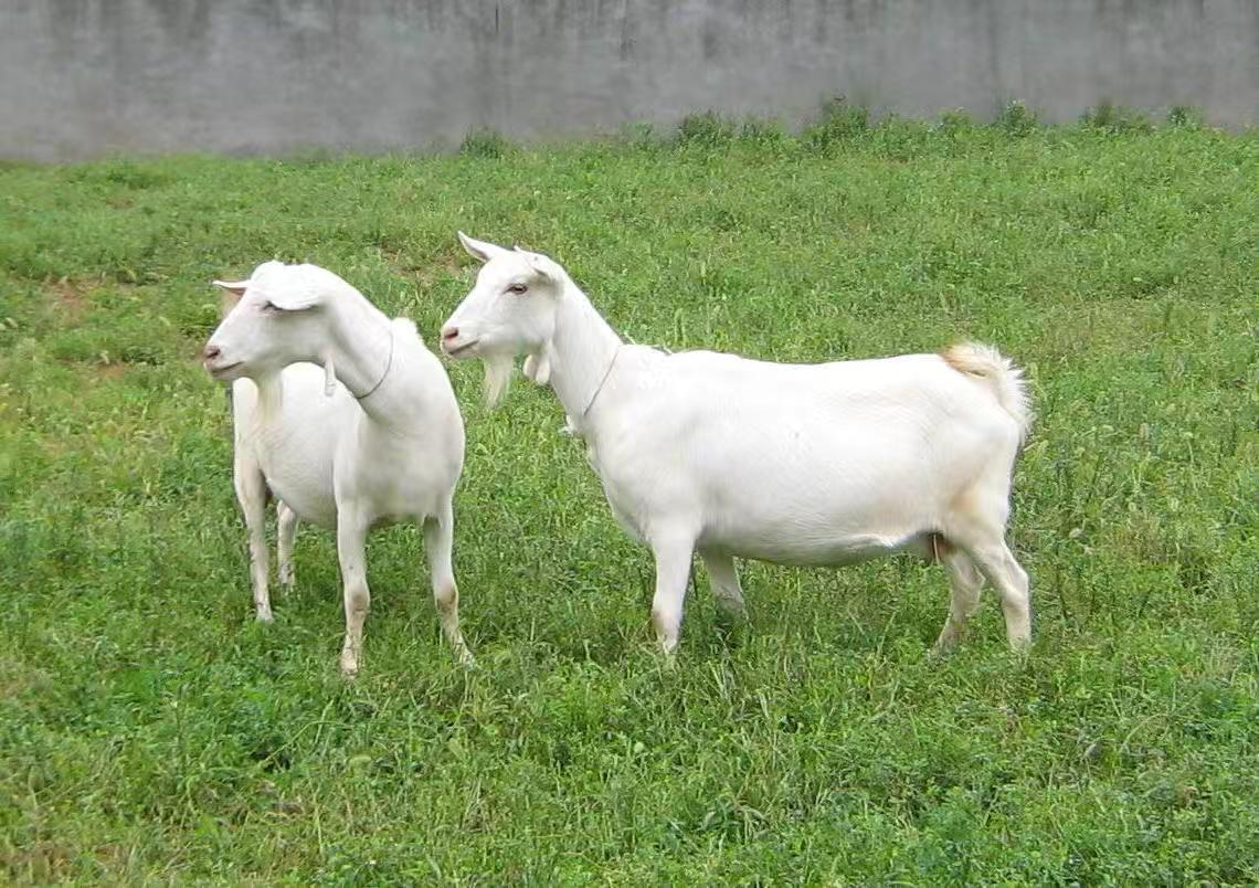 郧西马头山羊优良品种