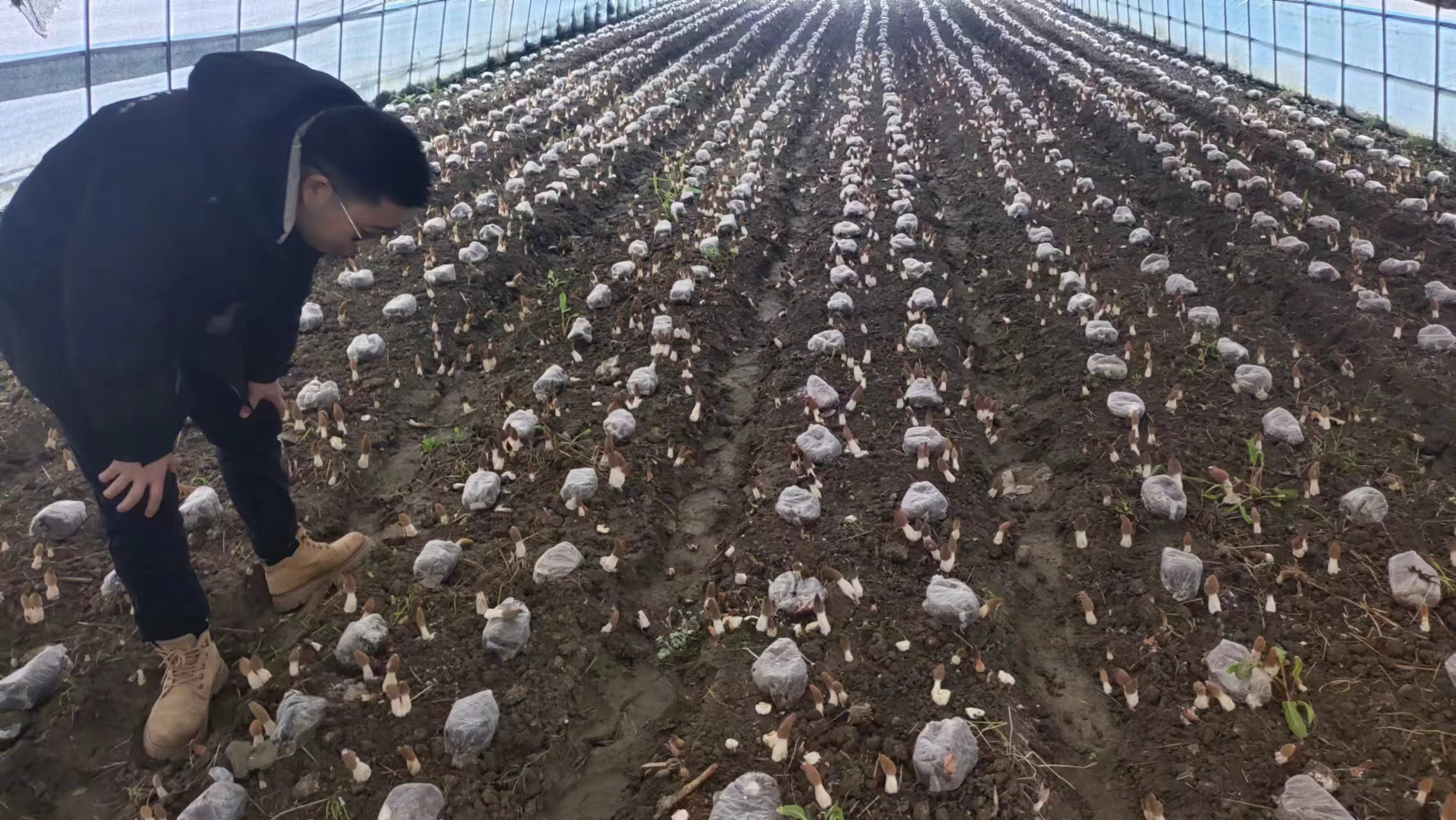 省科技厅支持的羊肚菌产业