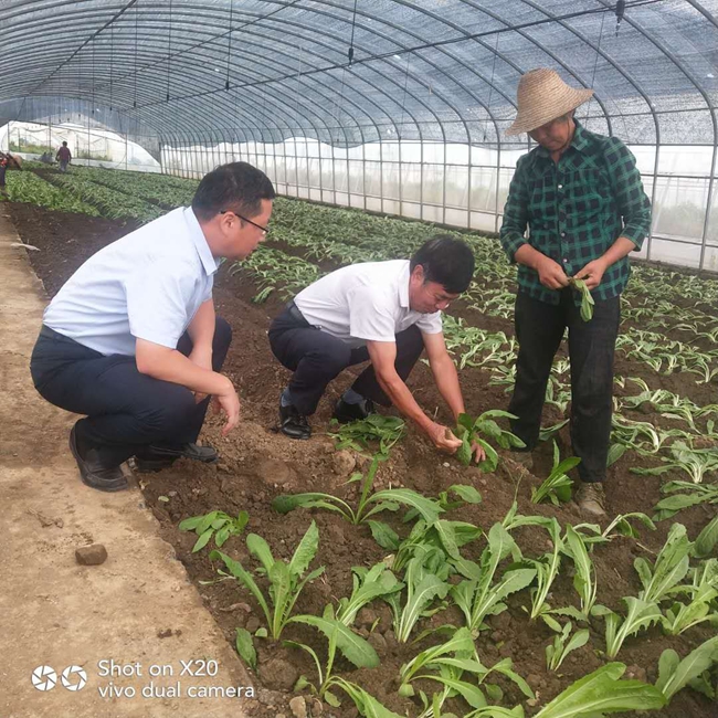 1766481237708936.jpg 周国林团队在香口田园牧歌田间现场服务11.jpg