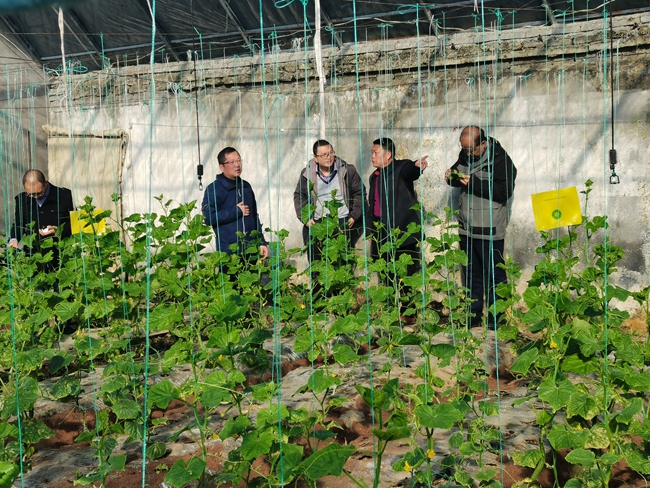 1766481321803650.jpg F1.8 HUAWEI 周国林团队在郧西田间现场服务12.jpg